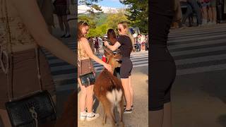 Shots video Nara park deer 🦌 in japan 🇯🇵 [upl. by Elsbeth]