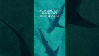 🦈 Snorkeling with Reef Sharks in Bimini Bahamas [upl. by Wanonah752]