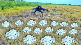 Oh wow wowTop farmers pick many duck eggs on straw by lucky hand [upl. by Aronle105]