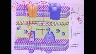 pharmacology 3 lec4 penicillins [upl. by Atikir]