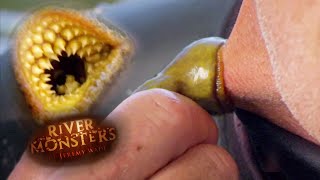 Lamprey Bites Jeremy Wades Neck  LAMPREY  River Monsters [upl. by Esyli]