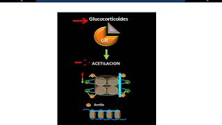 GLUCOCORTICOIDES MECANISMO DE ACCION ASMA Y EPOC [upl. by Revorg]