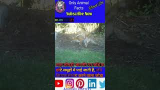 Fox 🦊 के बारे में रोचक तथ्य 🥶 facts animals trending ytshort leapard explore [upl. by Affra]