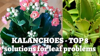 Kalanchoe Plant Care  Top 8 reasons for leaf problems [upl. by Anaek]