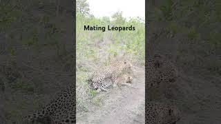 Mating leopards doconsafari wildlife [upl. by Nylarahs]