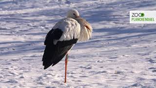 Prachtig sneeuwlaagje bedekt ZOO Planckendael [upl. by Elleinod286]