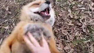 Just two ticklish foxes getting tickled [upl. by Leupold]