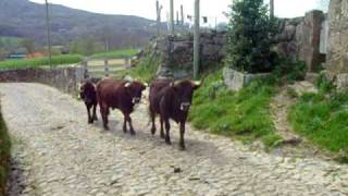 Vacas em Lamas de Olo [upl. by Laban]