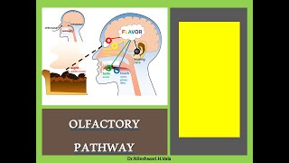 OLFACTORY PATHWAY [upl. by Ashia230]