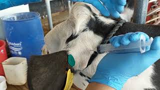 Injection administration site for excede  Cattle treatment [upl. by Fanestil941]