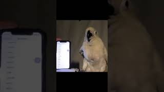 Cockatoo Parrot Dancing to Ringtones [upl. by Anirtep]