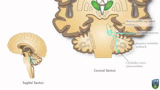 AXON Trigeminocerebellar Pathway Unconscious Proprioception from Face 9 of9 [upl. by Eyde]