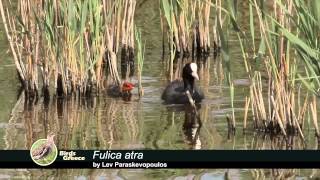 Eurasian Coot  Fulica atra  Φαλαρίδα  Лысуха [upl. by Atrebla]