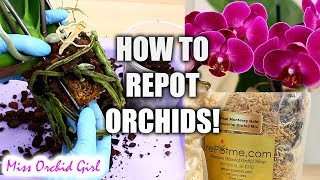 Orchid Care for Beginners  How to repot Phalaenopsis Orchids [upl. by Akiner552]