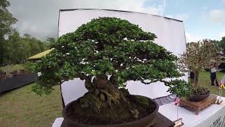 Tropical Bonsai Tabanan Bali [upl. by Wolliw434]