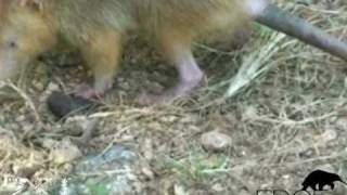 Solenodon a venomous mammal rediscovered [upl. by Elspet]