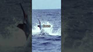 The Legendary 1402 lb Blue Marlin Catch [upl. by Chrisman]