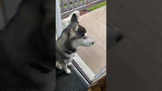 Husky complaining Iniwan daw sya husky talkinghusky huskylove funnyshorts [upl. by Mccahill]