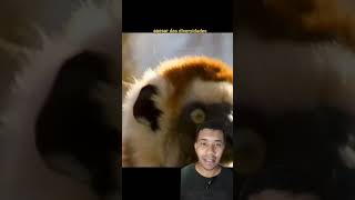 Lêmure sifaka Zubumafu da vida real animal viral [upl. by Nimaynib751]