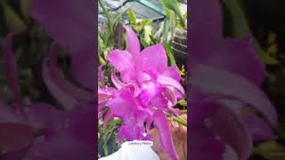 Hibrido de orquidea con Laelia speciosa [upl. by Doug]