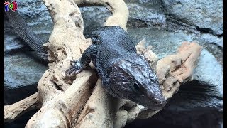 Melanistic Eyed Lizard  Timon Lepidus [upl. by Rosalind]