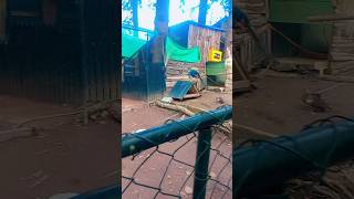 Mini zoo mini zoo in alpine resort beautiful animals mini vlog ytshort [upl. by Rumilly]