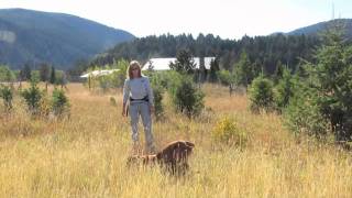 Working Dogs for Conservation Field Demo [upl. by Guido]