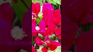 Bougainvillea flower plants Thai varieties mrittikanursery [upl. by Rod]