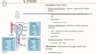 Introduction to Urinary System Disorders [upl. by Akit368]