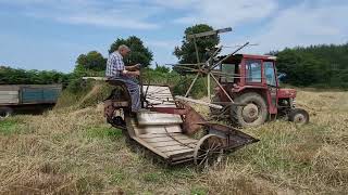 Moisson à lancienne fauchage blé Pédernec 30 07 24 [upl. by Natalia]