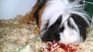 Mother guinea pig consuming her placenta obviously a little gross [upl. by Alodie255]