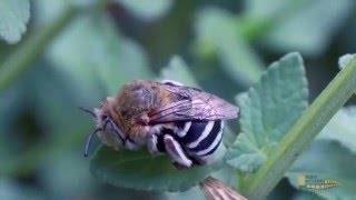 Amegilla cingulata Bees Suckling Nectar [upl. by Jasmin]