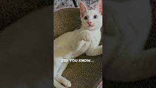 7 seconds😸 shorts cat cute funny viral trending fyp viralvideo [upl. by Attelrac]