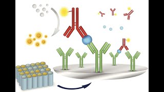 Understanding Immunoassay Analyses  Principles and Applications 4 Minutes Microlearning [upl. by Gnouhc]