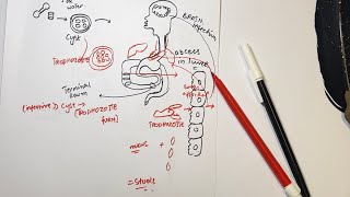 Entamoeba histolytic AMOEBIC DYSENTRY pathogenesislife cyle [upl. by Ellehcram]