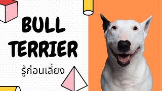 รู้ก่อนเลี้ยง สุนัขพันธุ์บูลเทอร์เรีย Everything You Need To Know About Bull Terrier Dogs [upl. by Clark]