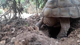 Hermann tortoise laying eggs in my garden bearofanimals [upl. by Ainahpets]