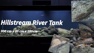 Big Hillstream River Tank which there are Gobies fish and Loachs fish [upl. by Kei]