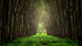 quotThe Old Treequot • Relaxing Harp Music by Peder B Helland [upl. by Eecrad]