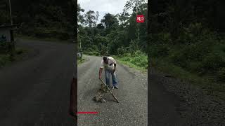 Man Helps Sloth Cross the Road  Everyday Heroes [upl. by Ettenil]