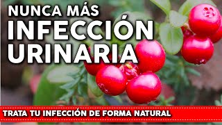 6 Plantas que previenen la INFECCIÓN URINARIA  Como usarlas y cultivarlas en tu huerta o jardin [upl. by Eneroc920]