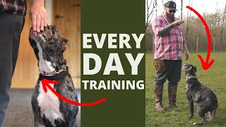 5 Dog Training Exercises You Should Do EVERY DAY At Home [upl. by Cummine]