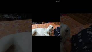 Fun with buddy 🤪🤣minivlog funny dog labradorretriever song shorts streetdog reels love ♥️ [upl. by Crelin]