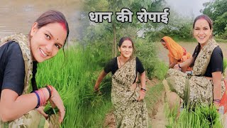 धान की रोपाई  dhaan ki kheti  kheti Bari 😃 viral vlog dailyvlog mamta [upl. by Olnee171]