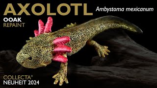 Collecta ® Axolotl Ambystoma mexicanum 2024  dunkle  dark Version  OOAK Repaint  Review [upl. by Jethro]