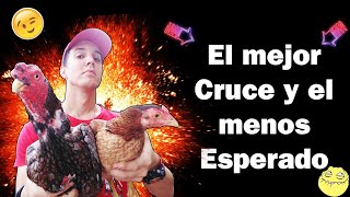 El Cruce más Fuerte Para obtener las mejores CRÍAS de Gallina Absil Puro vs Criolla elzaceta [upl. by Ihdin]