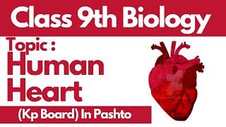 Human Heart  Matric biology part 1  Pashto  Home of biology [upl. by Ahtar]