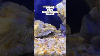 update Sycling Day 10 Pico REEF tank marinetank marinetank [upl. by Krilov]