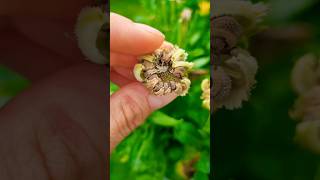 Reminder  jetzt Saatgut ernten 🌼🌱 calendula seedsaving gärtnern saatgut gardeningtips garten [upl. by Nnylekoorb725]