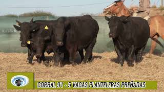 CORRAL 91 VACAS PREÑADAS [upl. by Modeerf655]